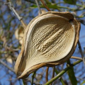 Photographie n°1128527 du taxon Araujia sericifera Brot. [1818]