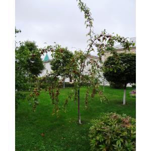 Malus baccata (L.) Borkh. (Pommier à baies)