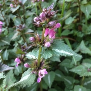 Photographie n°1128831 du taxon Lamium maculatum (L.) L. [1763]