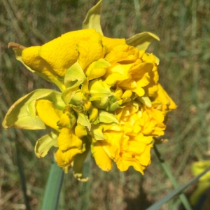 Photographie n°1128846 du taxon Narcissus L.