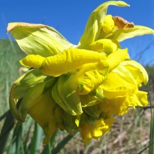 Photographie n°1128847 du taxon Narcissus L.