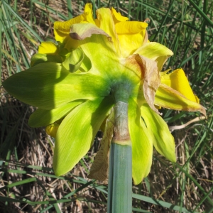 Photographie n°1128848 du taxon Narcissus L.