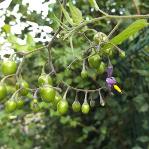 Photographie n°1129080 du taxon Solanum dulcamara L. [1753]