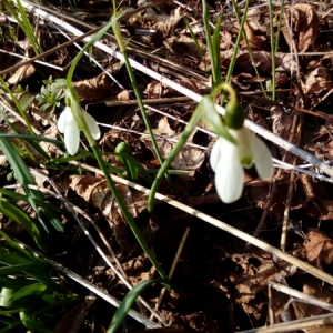 Photographie n°1129559 du taxon Galanthus nivalis L. [1753]