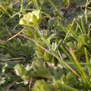 Photographie n°1130052 du taxon Potentilla crantzii (Crantz) Beck ex Fritsch [1897]