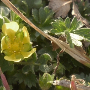 Photographie n°1130053 du taxon Potentilla crantzii (Crantz) Beck ex Fritsch [1897]