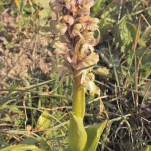 Photographie n°1130138 du taxon Himantoglossum robertianum (Loisel.) P.Delforge [1999]