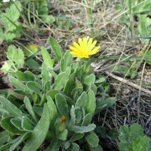 Photographie n°1131091 du taxon Calendula arvensis L. [1763]