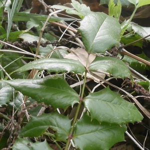 Photographie n°1131130 du taxon Berberis aquifolium Pursh [1814]