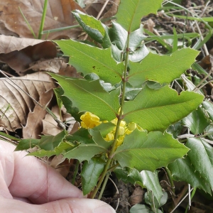 Photographie n°1131131 du taxon Berberis aquifolium Pursh [1814]