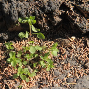 Photographie n°1131373 du taxon Stellaria media (L.) Vill.