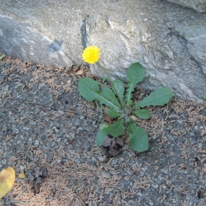 Photographie n°1131382 du taxon Lactuca serriola L. [1756]