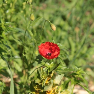 Photographie n°1131451 du taxon Papaver rhoeas L.