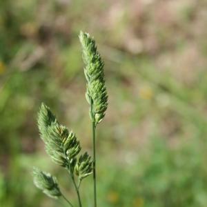 Photographie n°1131492 du taxon Dactylis glomerata L. [1753]