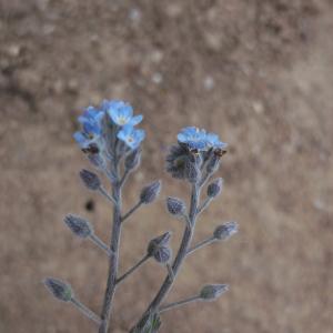 Photographie n°1131751 du taxon Myosotis L. [1753]