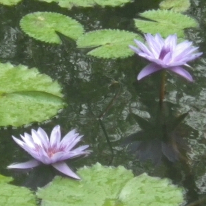 Nymphaea caerulea Savigny (Nénuphar)