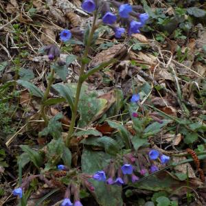 Photographie n°1131994 du taxon Pulmonaria longifolia (Bastard) Boreau