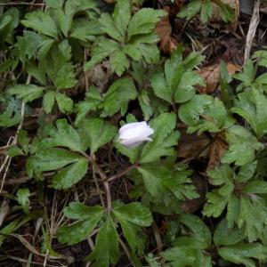 Photographie n°1132040 du taxon Anemone nemorosa L. [1753]