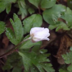 Photographie n°1132041 du taxon Anemone nemorosa L. [1753]