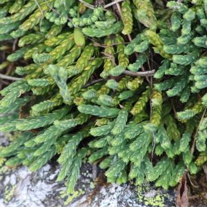 Photographie n°1132171 du taxon Lycopodium alpinum L. [1753]