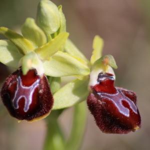 Photographie n°1132178 du taxon Ophrys provincialis (Baumann & Künkele) Paulus [1988]