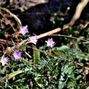 Photographie n°1133207 du taxon Dianthus benearnensis Loret [1858]