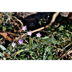 Dianthus benearnensis Loret (Oeillet du Béarn)