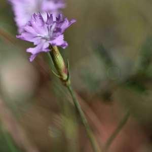 Photographie n°1133208 du taxon Dianthus benearnensis Loret [1858]