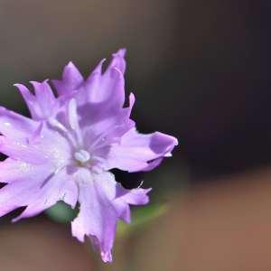 Photographie n°1133212 du taxon Dianthus benearnensis Loret [1858]
