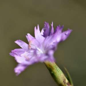 Photographie n°1133215 du taxon Dianthus benearnensis Loret [1858]