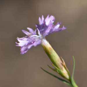 Photographie n°1133227 du taxon Dianthus benearnensis Loret [1858]