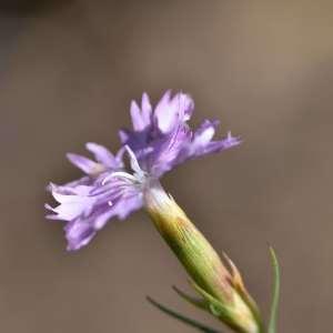 Photographie n°1133228 du taxon Dianthus benearnensis Loret [1858]