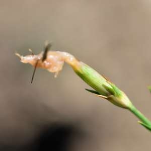 Photographie n°1133230 du taxon Dianthus benearnensis Loret [1858]