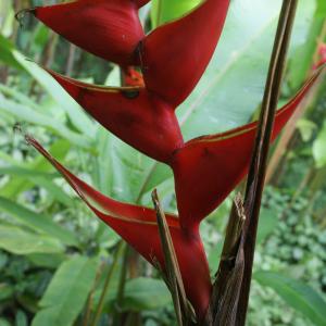 Photographie n°1133551 du taxon Heliconia caribaea Lam.