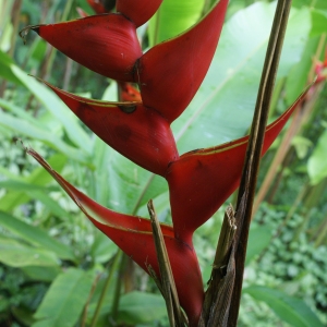 Heliconia caribaea Lam. (Balizyé)