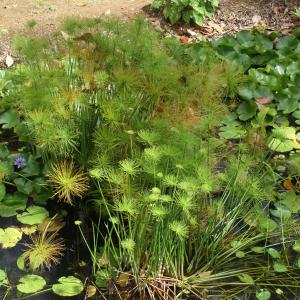 Cyperus papyrus L. (Papyrus)