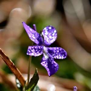 Photographie n°1133759 du taxon Viola cornuta L. [1763]