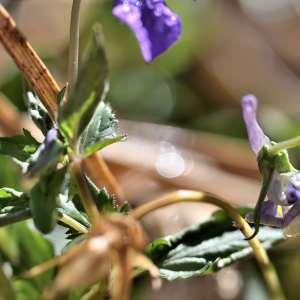 Photographie n°1133763 du taxon Viola cornuta L. [1763]