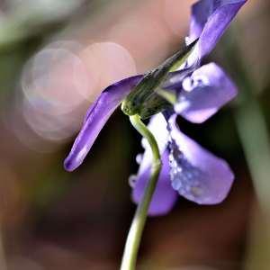 Photographie n°1133765 du taxon Viola cornuta L. [1763]