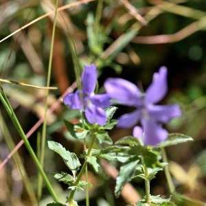 Photographie n°1133770 du taxon Viola cornuta L. [1763]