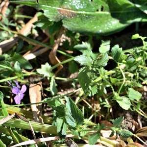 Photographie n°1133771 du taxon Viola cornuta L. [1763]