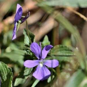 Photographie n°1133773 du taxon Viola cornuta L. [1763]