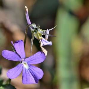 Photographie n°1133775 du taxon Viola cornuta L. [1763]