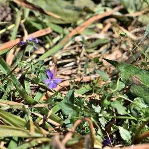 Photographie n°1133781 du taxon Viola cornuta L. [1763]