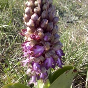 Photographie n°1134008 du taxon Himantoglossum robertianum (Loisel.) P.Delforge [1999]