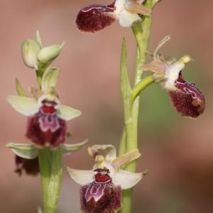 Photographie n°1134091 du taxon Ophrys provincialis (Baumann & Künkele) Paulus [1988]