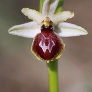 Photographie n°1134112 du taxon Ophrys exaltata Ten. [1819]