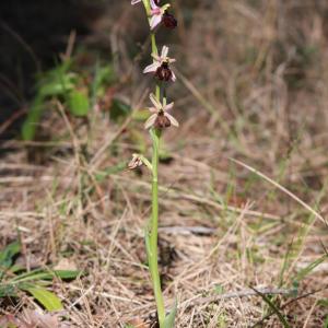 Photographie n°1134113 du taxon Ophrys exaltata Ten. [1819]