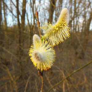 Photographie n°1134952 du taxon Salix L. [1753]