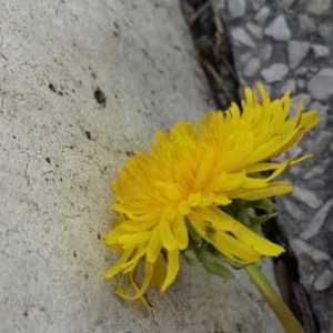 Photographie n°1135148 du taxon Taraxacum officinale F.H.Wigg. [1780]